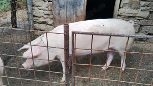 Vand porc 160-180kg - imagine 3