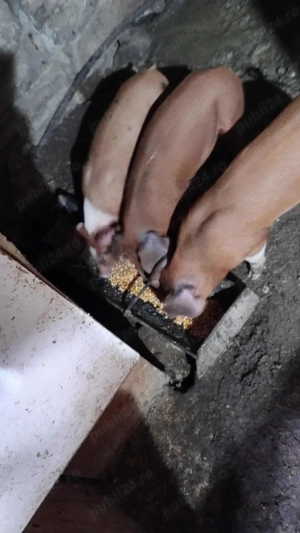 Purcei Duroc-Petren de vanzare