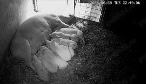 Vând purcei .  - imagine 2 Vând purcei .  - imagine 2