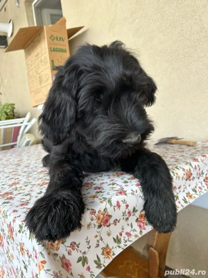 Schnauzer  Urias - imagine 3