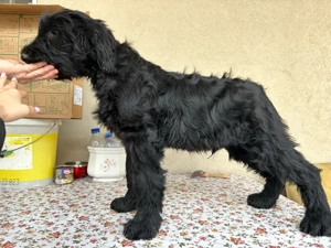 Schnauzer  Urias - imagine 2