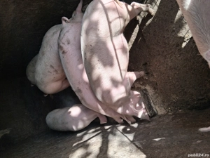 porci pentru craciun 