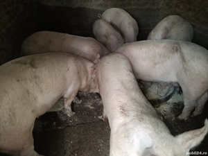 porci pentru craciun  - imagine 3