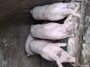 porci pentru craciun  - imagine 2