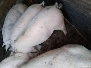 porci pentru craciun  - imagine 4