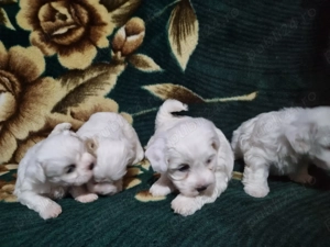 Vând pui de bichoni maltezi