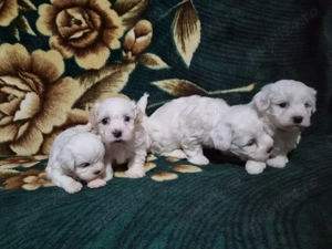 Vând pui de bichoni maltezi - imagine 3 Vând pui de bichoni maltezi - imagine 3