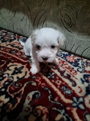 Vând pui de bichoni maltezi - imagine 4 Vând pui de bichoni maltezi - imagine 4