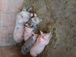 Porci pietrean belgian - imagine 4