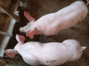 Porci pietrean belgian - imagine 3