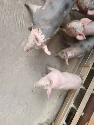 Porci pietrean belgian - imagine 2