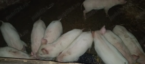 Purcei de vînzare - imagine 2