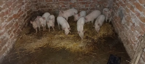 Purcei de vînzare - imagine 5