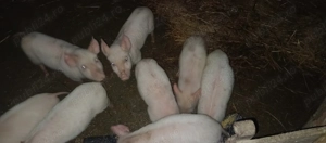 Purcei de vînzare - imagine 3