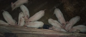 Purcei de vînzare - imagine 4