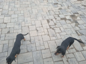 Pereche caine si catea din rasa teckel - imagine 2