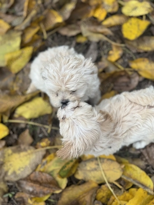 Vând câini Bichon - imagine 2