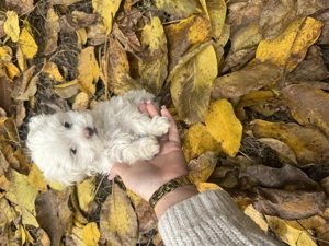 Vând câini Bichon - imagine 6