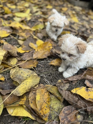 Vând câini Bichon - imagine 7