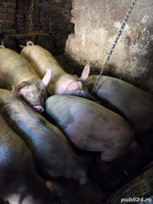 vand porci  - imagine 2 vand porci  - imagine 2
