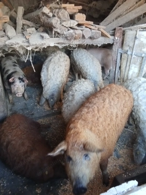 Vând porci Mangalia crescuți în gospodărie ținuți c - imagine 3 Vând porci Mangalia crescuți în gospodărie ținuți c - imagine 3