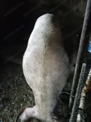 Vând scroafă mare in jur de 350 - imagine 2 Vând scroafă mare in jur de 350 - imagine 2