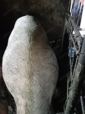 Vând scroafă mare in jur de 350