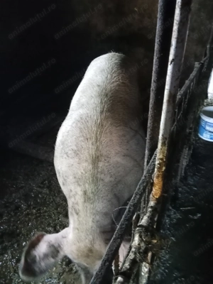 Vând scroafă mare in jur de 350 - imagine 3 Vând scroafă mare in jur de 350 - imagine 3