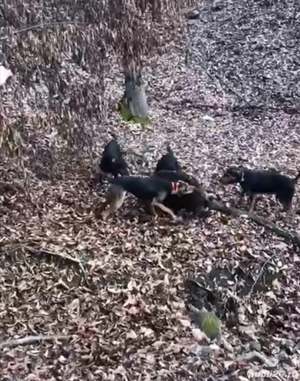 Plott hound și copoi ardelenesc