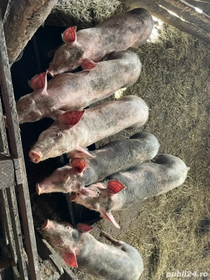 Purcei Pietrean !  - imagine 2 Purcei Pietrean !  - imagine 2