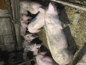 Porci grasi de vanzare 