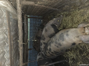 Porci de vânzare  - imagine 2