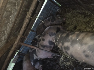 Porci de vânzare  - imagine 3