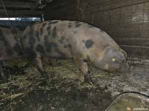 Porci de vânzare