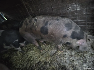 Porci de vânzare  - imagine 4