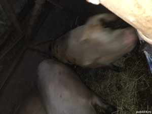 Porci de vânzare  - imagine 5