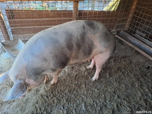 vand porci greutate 80-250kg - imagine 4 vand porci greutate 80-250kg - imagine 4