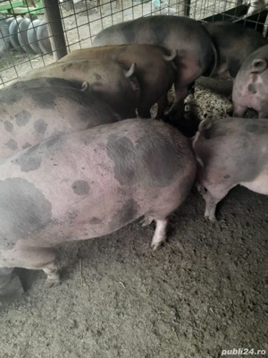 vand porci greutate 80-250kg - imagine 3 vand porci greutate 80-250kg - imagine 3