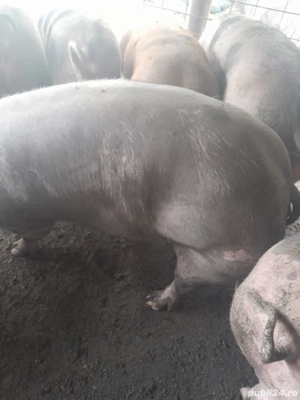 vand porci greutate 80-250kg - imagine 2 vand porci greutate 80-250kg - imagine 2