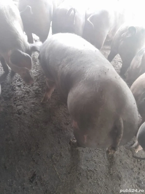 vand porci greutate 80-250kg