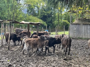 Vand vitei de diferite categorii de greutate - imagine 2