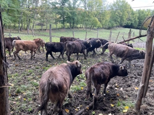 Vand vitei de diferite categorii de greutate