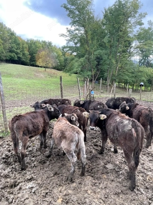 Vand vitei de diferite categorii de greutate - imagine 3