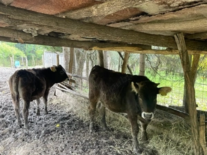 Vand vitei de diferite categorii de greutate - imagine 4