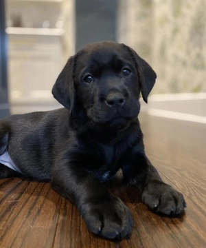 Labrador retriever