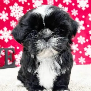 Bichon havanez baiat