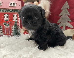 Bichon havanez mini baiat - imagine 2 Bichon havanez mini baiat - imagine 2