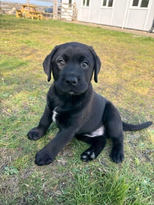 Labrador retriever