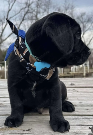 Labrador retriever puiuti - imagine 2