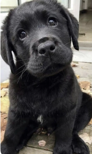 Labrador retriever 500 lei femela - imagine 2